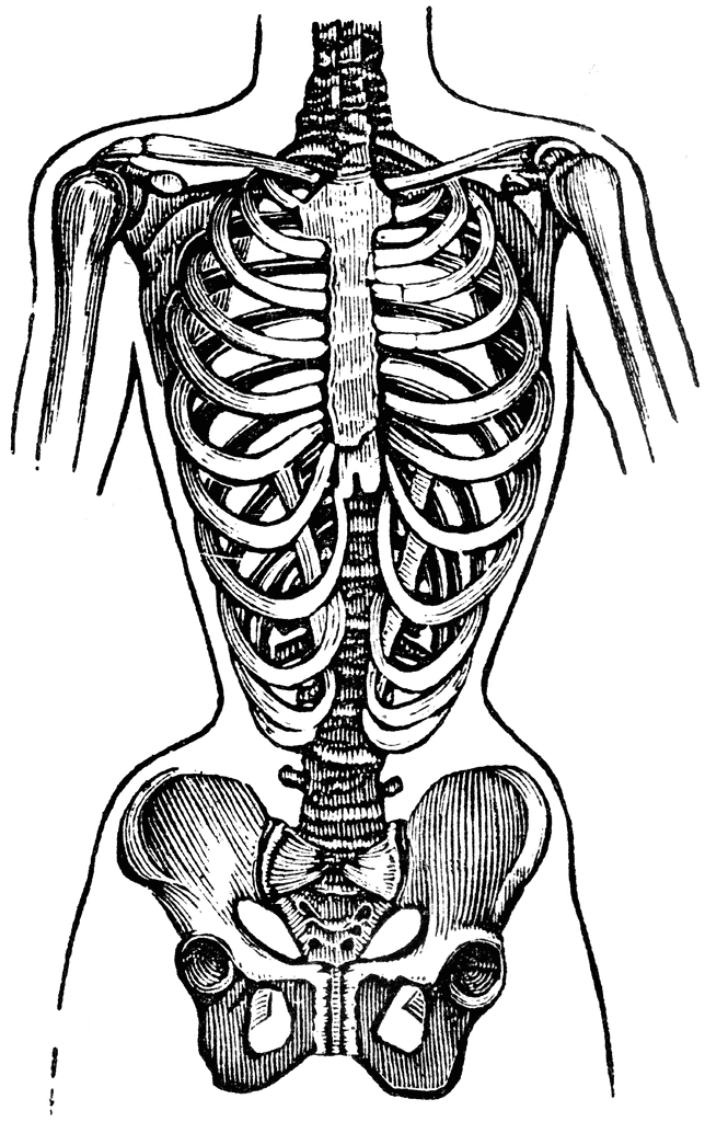 644x1024 Neck Bones Anatomy