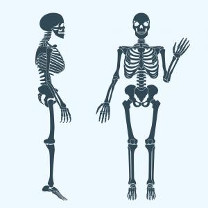 300x300 Photostock Vector Human Bones Skeleton Drawing Collection Set