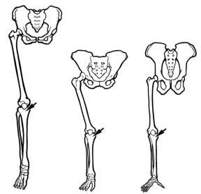 288x278 walking upright the smithsonian institution's human origins program