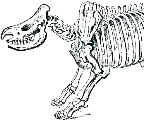492x410 Dinosaur Skeleton Coloring Pages Hoteles