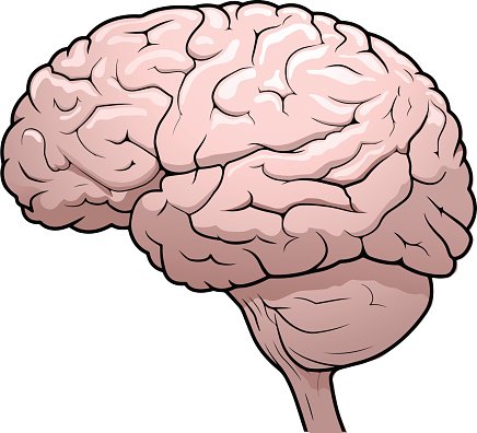 436x396 Human Brain Drawing Premium Clipart