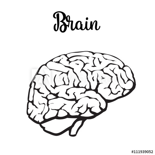 500x500 Human Brain, Vector Illustration Sketch Of A Brain Isolated