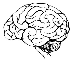 300x256 Sketch Of The Human Brain Royalty Free Stock Image