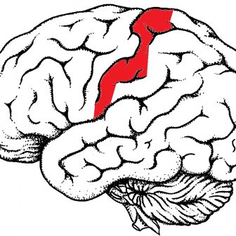 336x336 Brain Drawing Step