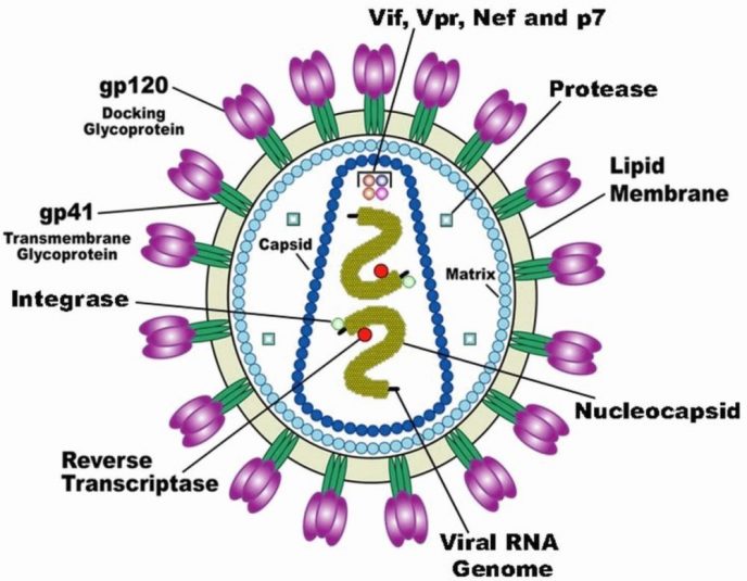 688x535 Hiv Structure Function