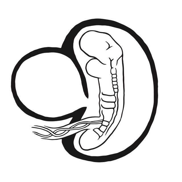 640x640 Your Journey From Cell To Human Wellcome Collection