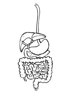 Human Digestive System Drawing