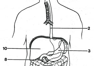 300x210 digestive system diagram easy digestive system easy diagram how