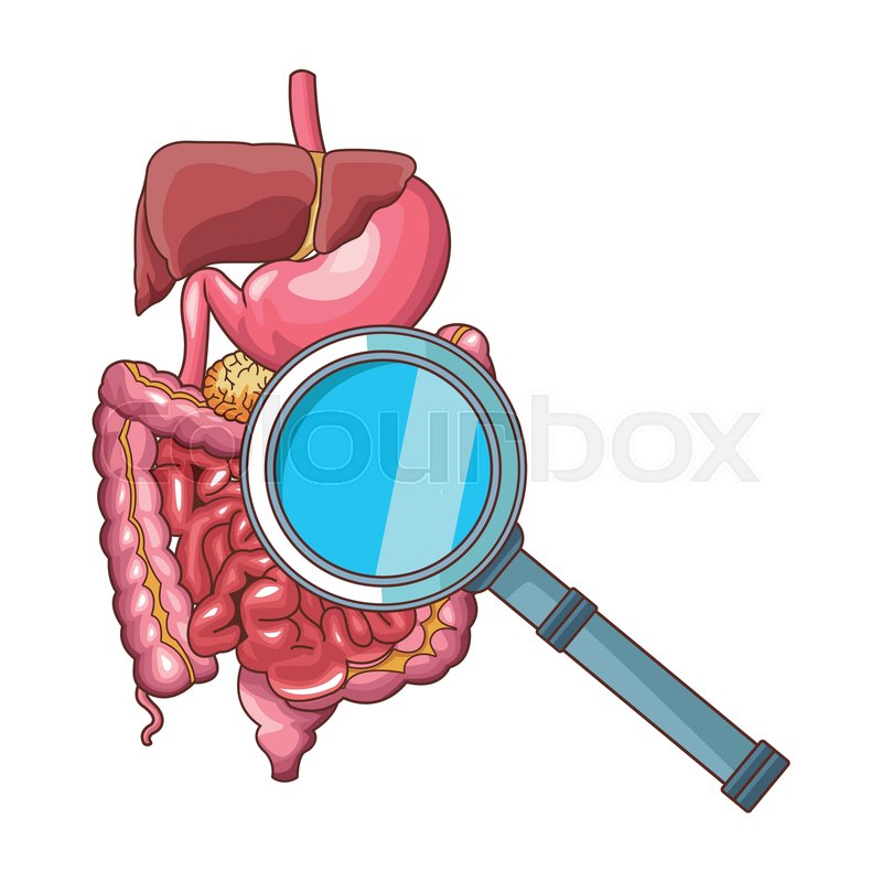 800x800 Digestive System And Magnifying Glass Stock Vector Colourbox