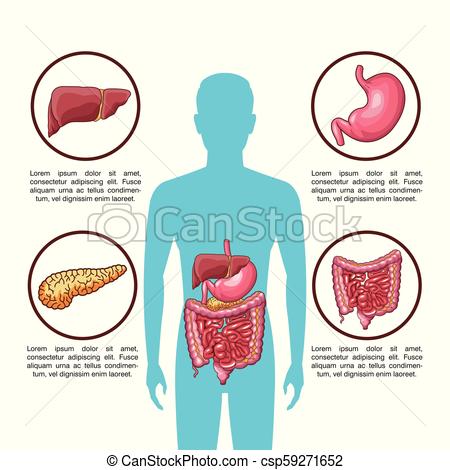 450x470 digestive system poster digestive system infographic