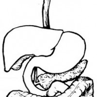 200x200 Human Digestive System Coloring Pages Murderthestout