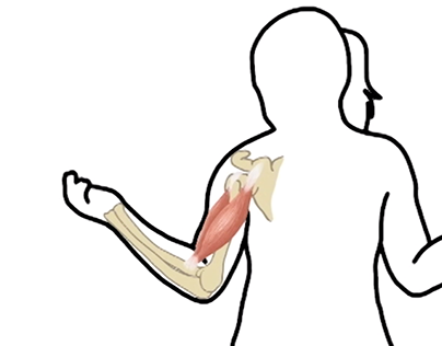 404x316 The Digestive System! On Behance