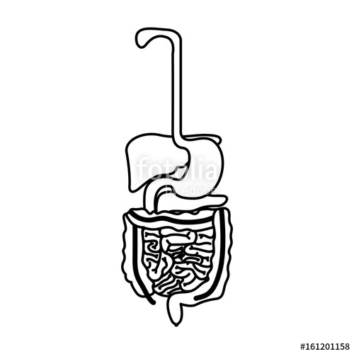 500x500 Sketch Silhouette Human Digestive System Vector Illustration