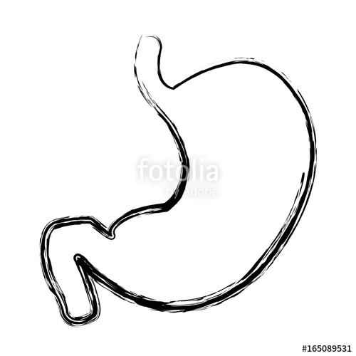 500x500 Stomach Human Internal Organ Digestive System Anatomy Stock Image