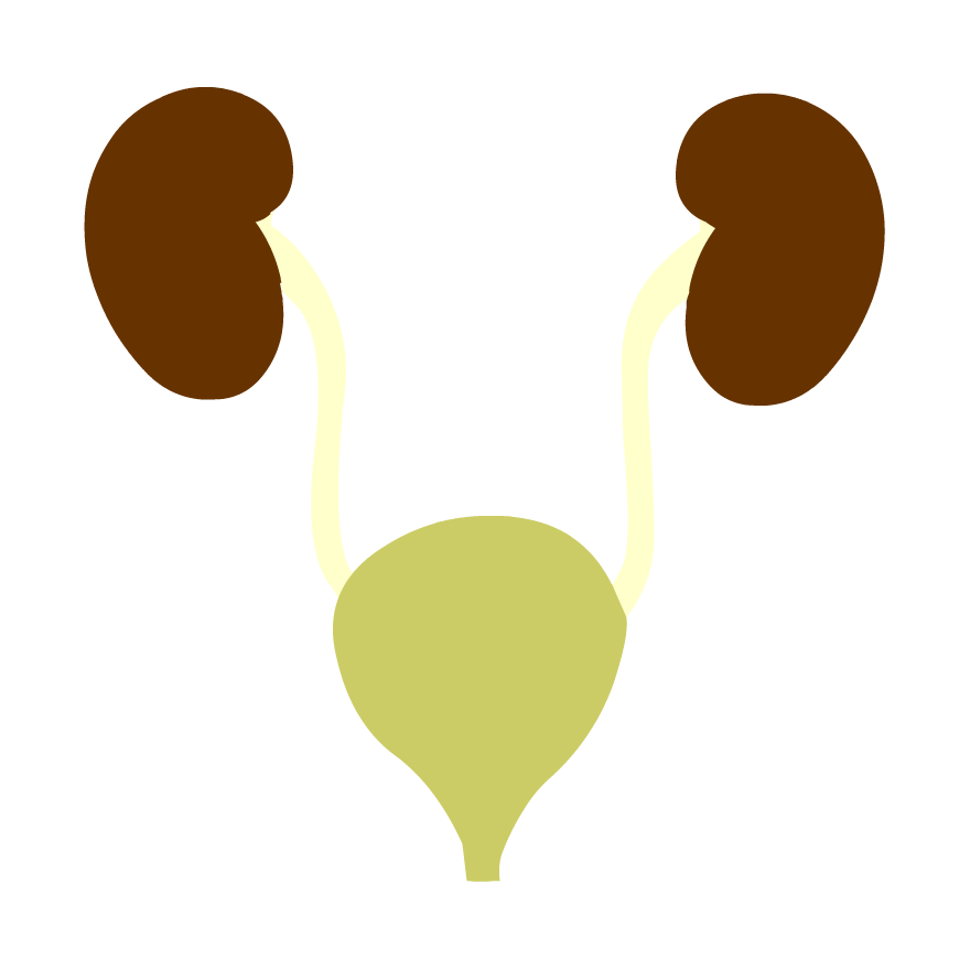 880x880 Build A Body Digestive System