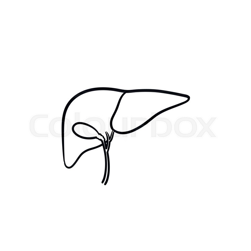 800x800 Human Liver Hand Drawn Outline Doodle Stock Vector Colourbox