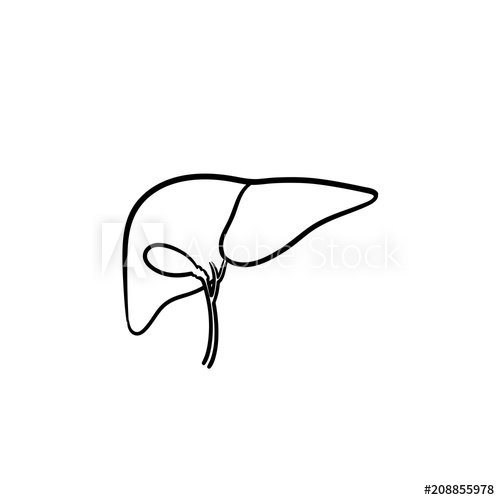 500x500 Human Liver Hand Drawn Outline Doodle Icon Anatomic Doodle