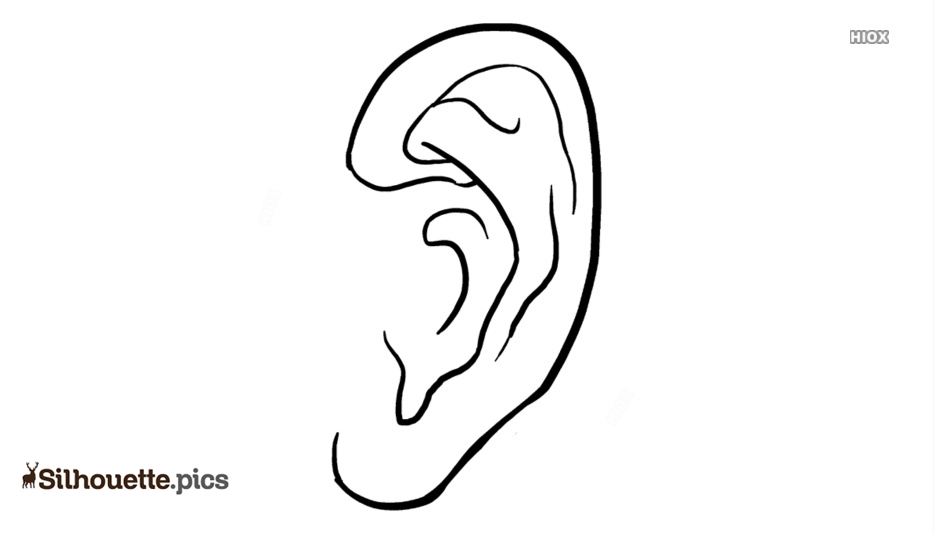 934x534 Ear Drawing Silhouette Vector, Clipart Images, Pictures