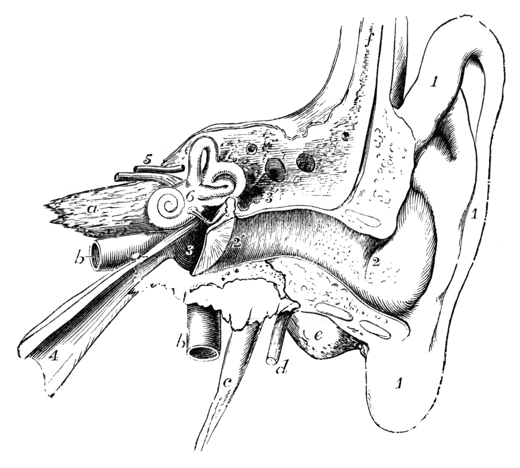 1024x922 Human Ear Clipart Etc