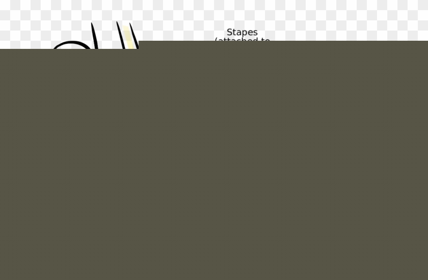 840x550 Image Of The Inner Ear Showing The Malleus, Stapes