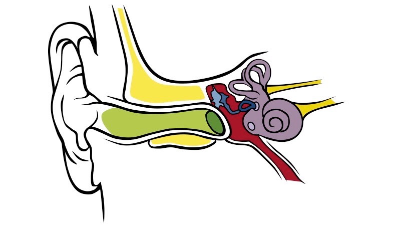 Human Ear Drawing | Free download on ClipArtMag