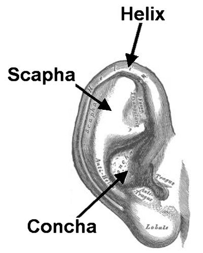 Human Ear Drawing | Free download on ClipArtMag