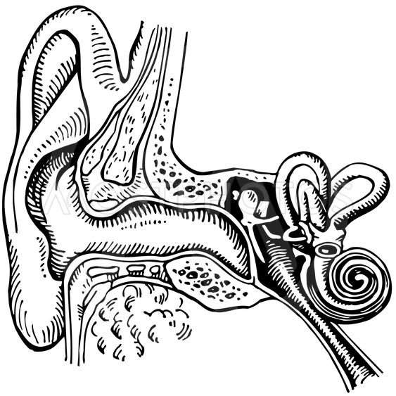Орган слуха человека рисунок