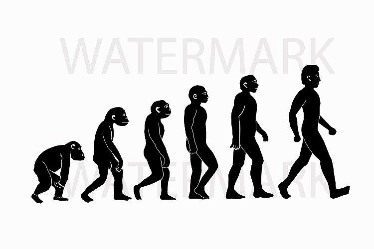 750x500 Human Evolution Svgjpg