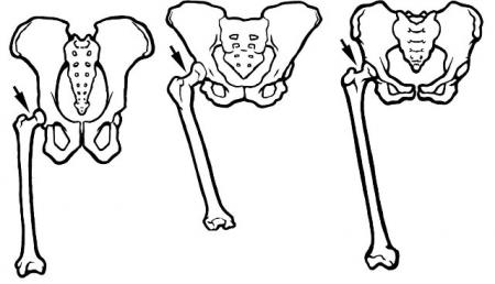 450x258 walking upright the smithsonian institution's human origins program