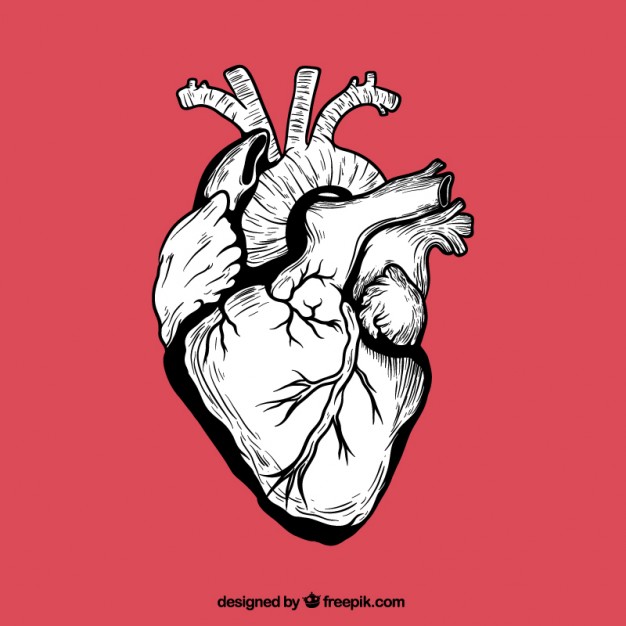 626x626 Hand Drawn Human Heart Vector Free Download