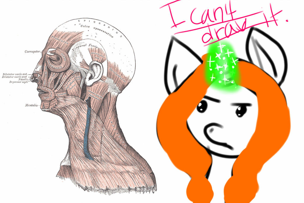 1024x683 Human Anatomy