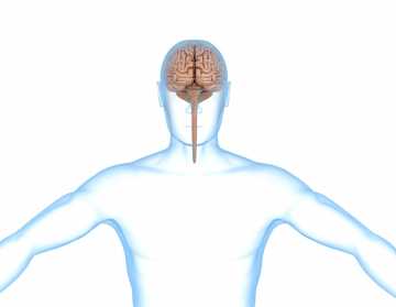 360x279 Human Brain Model