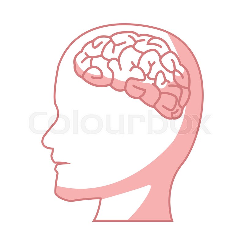 800x800 Human Head With Brain Part Organ Stock Vector Colourbox