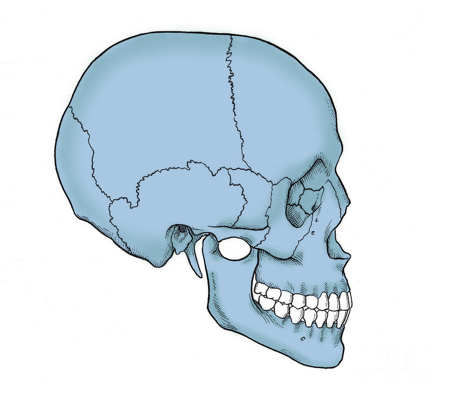 900x793 Illustration Of Human Skull Photograph