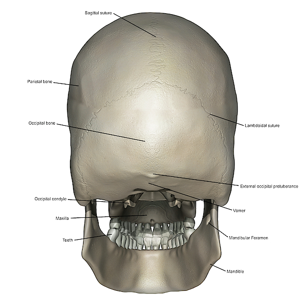 600x600 posterior view of human skull anatomy greeting card for sale