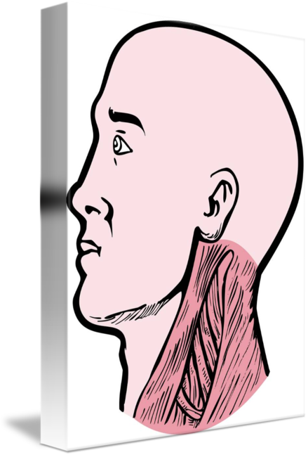 439x650 Human Anatomy Head Neck Muscles
