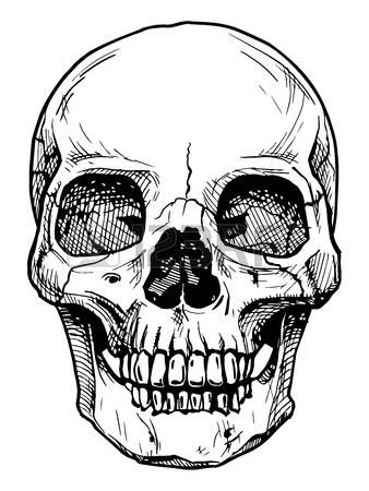 338x450 Skull Drawing Vector Black And White Illustration Of Human Skull