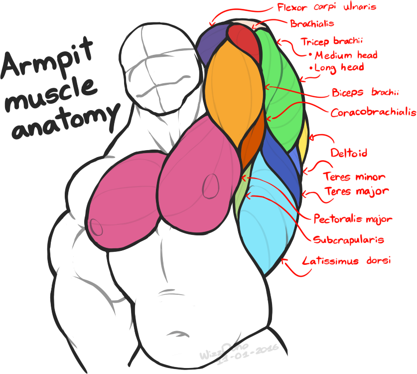 837x750 biceps drawing bicep anatomy transparent png clipart free