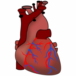 320x320 Hd Heart Organ Drawing Human