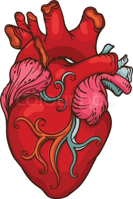 535x800 Human Heart Drawing