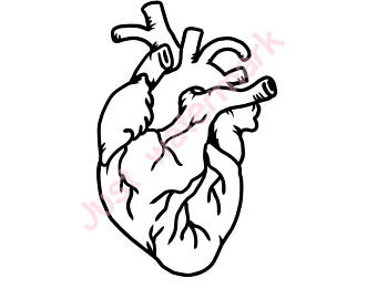 340x270 Human Heart Drawing Etsy