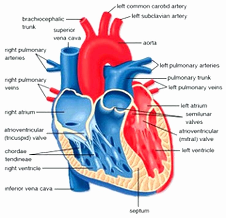 736x710 Internal Structure Of Human Heart Diagram Awesome Heart Anatomy