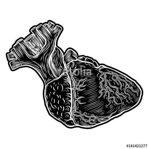 500x500 Sketch Of Human Heart Hand Drawn Anatomical Boho Style Drawing