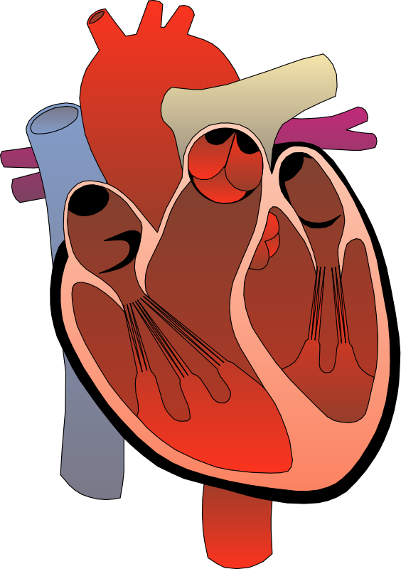 564x800 Anatomy Vector Human Heart Transparent Png Clipart Free Download