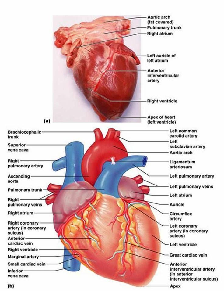 736x954 Diagram Of The Heart School Stuff Cardiac Nursing, Heart