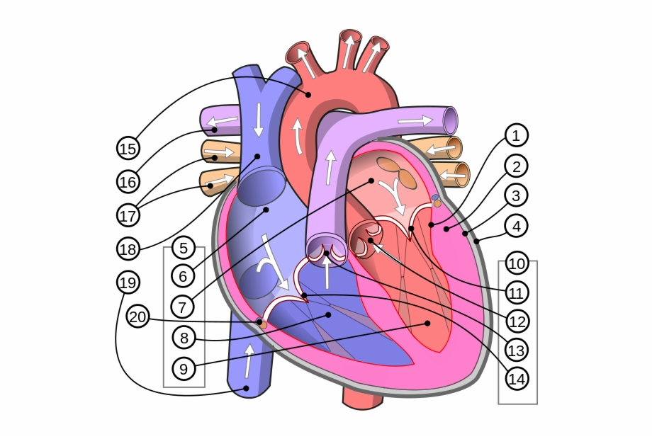 920x620 Human Heart Diagram