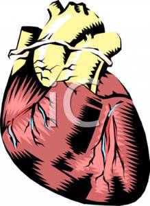 219x300 Human Heart Drawing Clipart