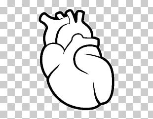 310x241 human heart png images, human heart clipart free download