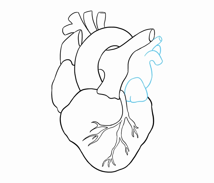 820x705 sketch of human heart lovely free how to draw a human heart