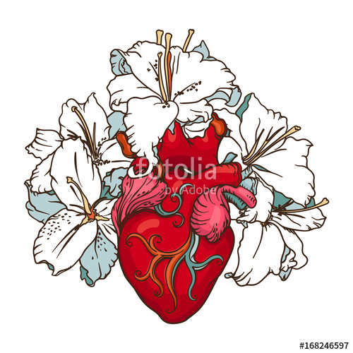 500x500 Drawing Of Stylized Human Heart Stock Image And Royalty Free